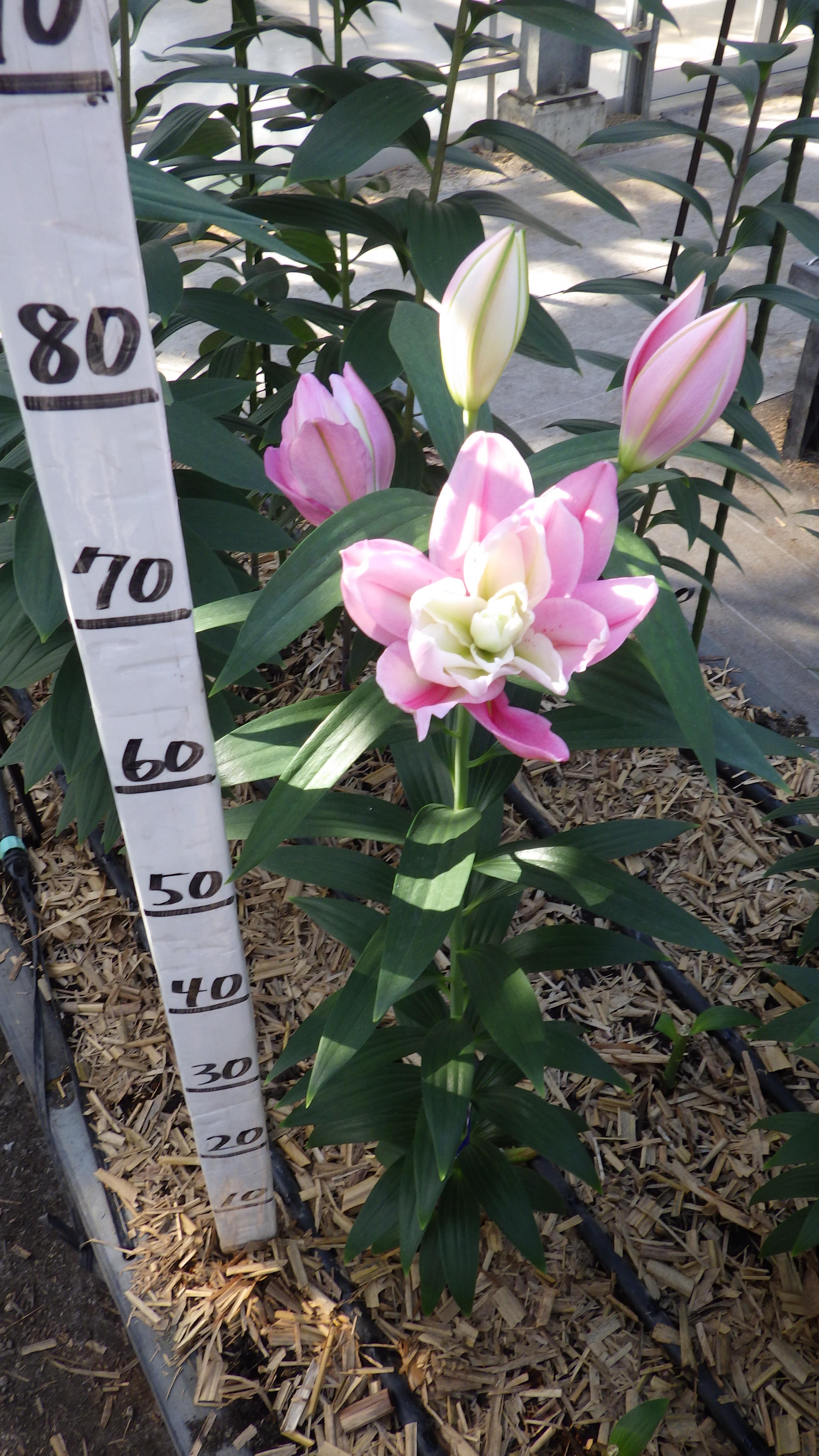 リオマリーナ(八重)